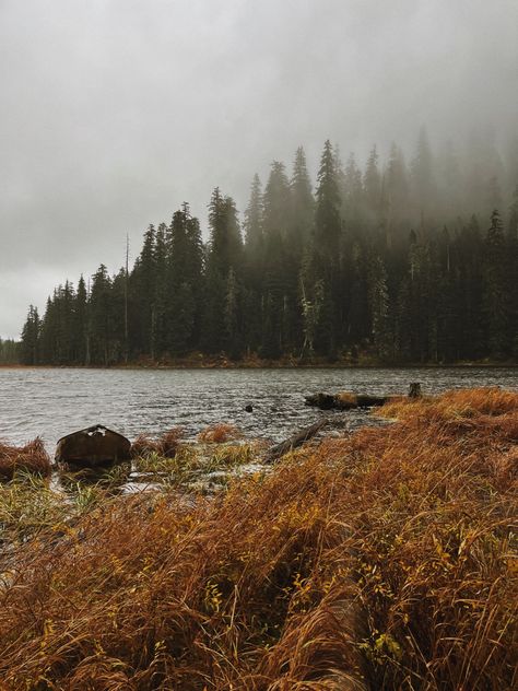 Fall Environment, Cold Fall Aesthetic, Pnw Fall Aesthetic, Pnw Autumn, Maine Woods Aesthetic, Fall Aesthetic Forest, Pnw Gothic Aesthetic, Pnw Forest, Pacific Northwest Fall