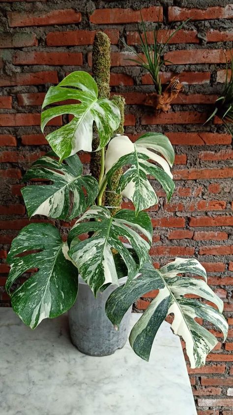 Monstera Variegated Plant Picture Monstera Plant Variegated, Variegated Monstera Plant, Verigated Monstera, Plant Mirror, Diy Gardening Ideas, Wishlist Plants, Monstera Plants, Variegated Monstera, Decor Plants