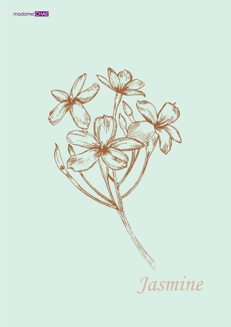 Jasmine on Behance Jasmine Flower Drawing Simple, Jessamine Tattoo, Jasmine Vine Tattoo, Jasmine Flower Sketch, Arabian Jasmine Flower Tattoo, Jasmine Flower Illustration, Jasmine Illustration, Jasmine Flower Tattoo, Jasmine Drawing