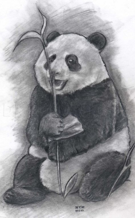 Panda Drawings, Panda Sketch, Cute Panda Drawing, Realistic Animal Drawings, Panda Drawing, Bear Drawing, Elephant Drawing, Panda Art, Tattoo Sketch