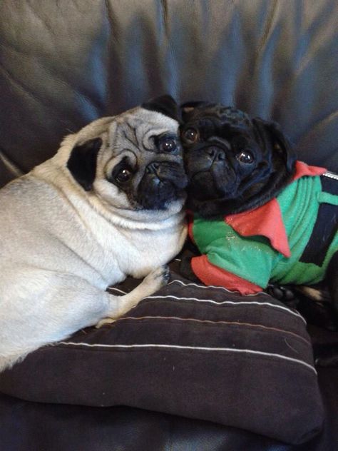 Pug love Black Pug Puppies, Pug Dogs, Pug Mug, Pugs And Kisses, Baby Pugs, Pug Pictures, Black Pug, A Pug, Pug Puppies