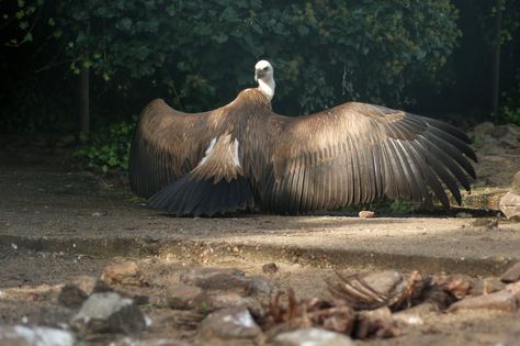 Griffon Vulture, Animal Poses, Creature Inspiration, Monster Ideas, Animal Study, Animal References, Pretty Animals, All Birds, Animal Sketches