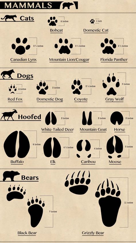 Rare Wild Animals, Animal Tracks Printable Free, Animal Tracks Activities, Tracking Animals, North America Animals, Wildlife Infographic, Animals Tracks, Animal Chart, Animal Infographic