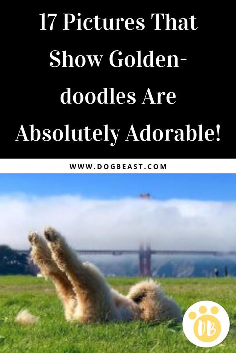 Funny Golden Doodles, Goldendoodle Funny, Goldendoodle Full Grown, Miniature Goldendoodle, Designer Dogs Breeds, Happy Doodles, Doodle Dogs, Golden Doodles, Doodle Puppy