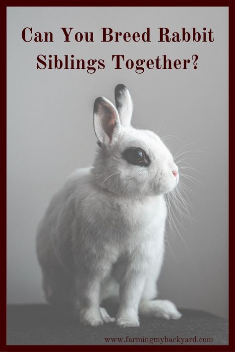 Can You Breed Rabbit Siblings Together? - Farming My Backyard Rabbit Grow Out Cage, Meat Rabbits Breeds, Raising Meat Rabbits, Breeding Rabbits, Raising Rabbits For Meat, New Zealand Rabbits, Urban Farms, Animal Breeding, Rabbit Farm