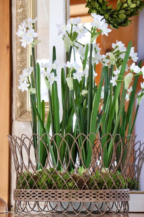 Wire Planter Basket Ideas, Daffodils Planting, Conservatory Ideas, French Country Chandelier, Rustic Lake Houses, French Country Garden Decor, Country Chandelier, Basket Plant, Yellow Brick Home