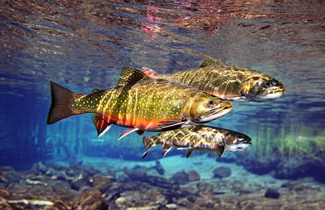 Trout Photography, Grayling Fish, Cutthroat Trout, Fishing Photography, Fly Fishing Tips, Carpe Koi, Brook Trout, Fly Fishing Gear, Pike Fishing