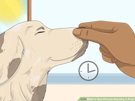 3 Ways to Stop Reverse Sneezing in Dogs - wikiHow Sneezing Remedies, Reverse Sneezing In Dogs, Dog Sneezing, Dachshund Love, Dachshund, Puppies, Dogs