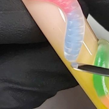 Wildflowers Nail Products on Instagram: "🍭 Dive into the sweetness with @misashton’s adorable gummy worm nail tutorial! 🐛✨ Easy to create, utterly adorable, and remarkably resembling gummy worms. 🌈 Don’t miss out on the cuteness overload! Watch the reel now and tell us your favorite candy in the comments below! 🍬💅 #GummyWormNails #NailArtFun #CommentYourSweetFavorites" Worm Nail Art, Gummy Worm Nails, How To Crochet A Gummy Worm, Gummy Worm Crochet Pattern, Worm Meme Funny, Quick Nail, 3d Optical Illusions, Gummy Worms, Favorite Candy