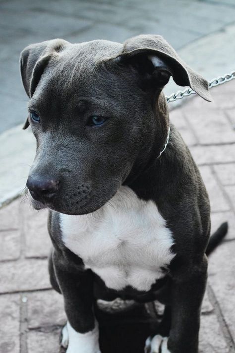 Pitbull Dog Breed, Blue Nose Pitbull, Dog Video, Pet Videos, Dog Smells, American Pit Bull Terrier, Baby Animals Pictures, Dream Dog