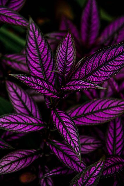 Persian Shield Plant, Full Sun Container Plants, Flower Garden Pictures, Persian Shield, Taman Air, Goth Garden, Plant Breeding, نباتات منزلية, Purple Leaves