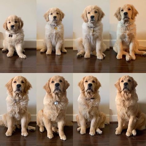 @labstail shared a photo on Instagram: “Why do they grow up so fast ❤️🥺 💕🐶Follow us ➡@labstail Created and don't get forget follow : 💓 📸:teddydrak 🏆 Double Tap & and Tag a friend…” • Sep 29, 2020 at 7:02am UTC They Grow Up So Fast, Golden Puppy, Really Cute Puppies, Very Cute Dogs, Cute Dog Pictures, Cute Little Puppies, Lab Puppies, Puppy Lover