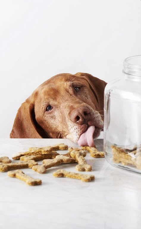 Dog Baking Photography, Dog Treats Product Photography, Dog Treat Photography, Pet Food Photography, Pet Product Photography, Pumpkin Apple Dog Treats, Dog Food Photography, Dog Product Photography, Apple Dog Treats