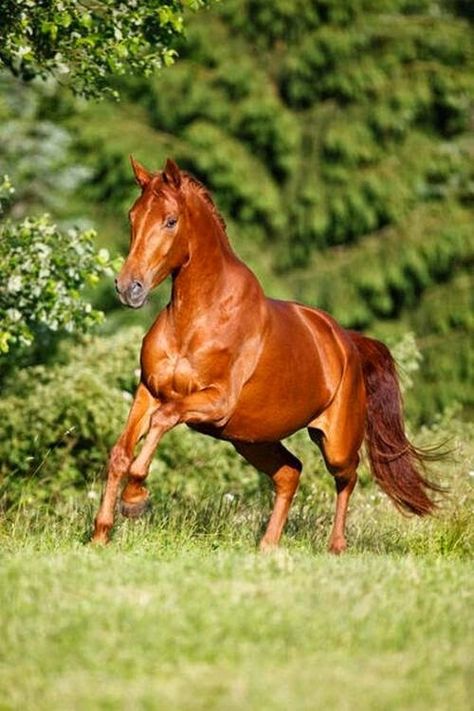 Beautiful animal Sorrel Horse, 3 Horses, Stallion Horses, Red Horse, Love Horses, Most Beautiful Horses, Most Beautiful Animals, All The Pretty Horses, Soft Spot