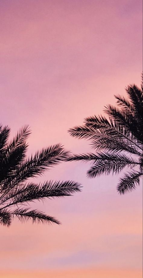 Arte Glitter, Tree Wallpaper Iphone, Palm Trees Wallpaper, Wallpaper Pastel, Beach Wallpaper, Tree Wallpaper, Sunset Wallpaper, Photo Wall Collage, Tumblr Wallpaper