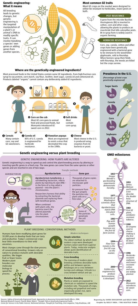 ABCs of GMOs | Local News | The Seattle Times Gmos Infographic, Genetics Notes Biology, Genetic Engineering Poster, Science Articles For School Magazine, Bioprocess Engineering, Codominance Genetics, Genetic Engineering Infographic, Genetics Memes Funny, Genetic Engineering In Agriculture