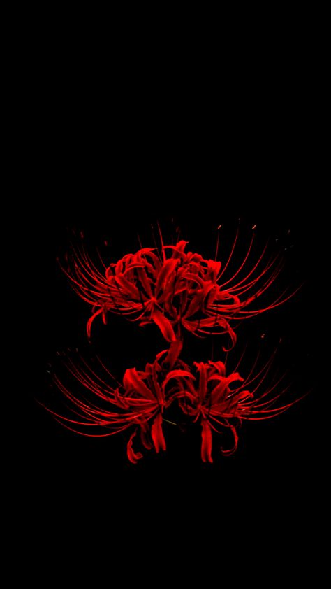 Spiderlili Flower Wallpaper, Spiderlili Wallpaper, Spiderlili Tattoo Black, Red Spider Lily Wallpaper, Spider Lily Wallpaper, Tokyo Ghoul Flower, Lycoris Radiata, Japanese Wallpaper Iphone, Lily Wallpaper