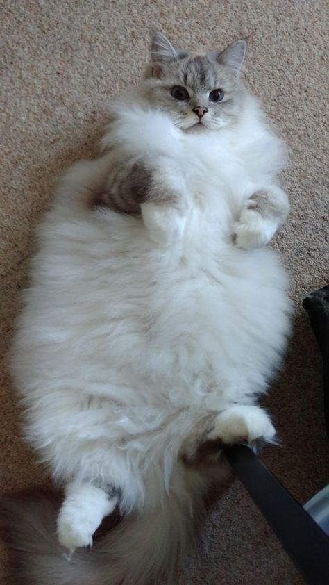 Fluffy White Cat, Laying On The Floor, Being Lazy, Cat Reference, Cat Pose, Fluffy Cat, Cute Kittens, Sweet Animals, Cats Meow