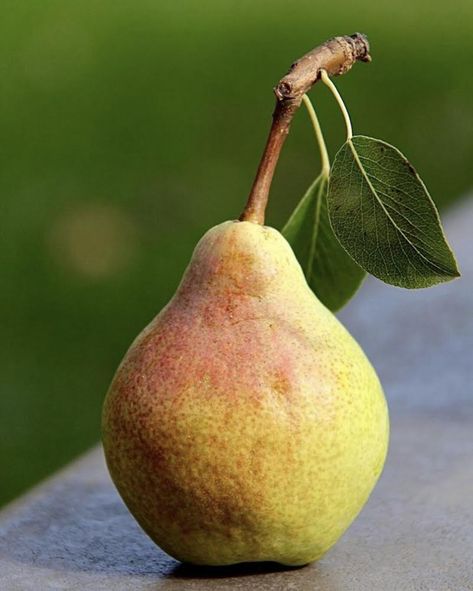 Ripe Pears, Pear Art, Still Life Pictures, Life Drawing Reference, Still Life Fruit, Watercolor Fruit, Fruit Photography, Still Life Photos, Beautiful Fruits