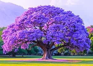 Combo 2 Jacaranda Mimosifolia Trees Live Plants in 4 Inches Pot, 8-10 Inches Height, Blue Purple Jacaranda Trees Blue Jacaranda, Jacaranda Mimosifolia, Tree With Flowers, Jacaranda Trees, Jacaranda Tree, Purple Wisteria, Lilac Tree, Flowering Tree, Pretty Trees