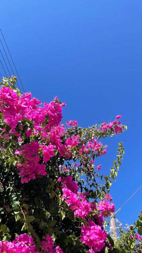 Bright Sky Aesthetic, Flower Aesthetic Instagram Story, Tree Snap, Cityscape Wallpaper, Fireworks Photo, Bright Blue Sky, Sky Photography Nature, Pretty Wallpapers Tumblr, Iphone Wallpaper Landscape