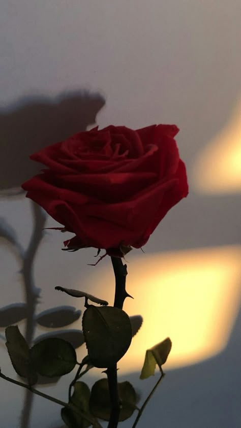 Rosas Aesthetic, Rose With Thorns, Rose Corset, Eine Rose, Best Love Pics, Red Roses Wallpaper, Rose Thorns, Money Flowers, Rose Aesthetic