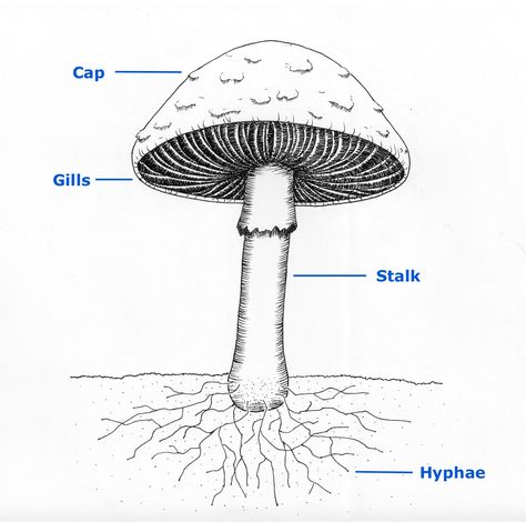 Parts of a mushroom fruitbody. Mushroom Diagram, Microscope Activity, Parts Of A Mushroom, Amanita Phalloides, Growing Mushrooms At Home, Skincare Inspiration, Iphone Wallpaper Hd Nature, Diagram Design, Plant Drawing