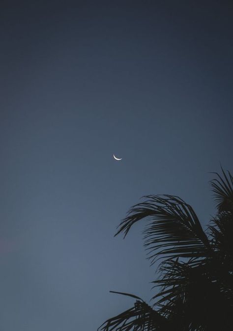 Cresent Moon Pics Aesthetic, Moon Camera, Moon Beach, Palm Tree Silhouette, Palm Tree Leaves, Beach Night, White Sky, Moon Photos, Insta Profile Pic