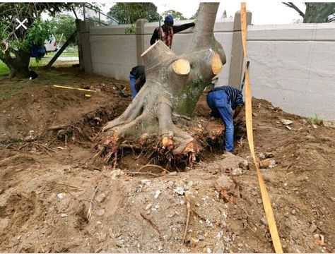 Tree stumps can attract pests, including termites, ants, beetles, and other wood-boring insects. These insects can eventually spread to nearby healthy trees, causing further damage to your landscape. But by removing the stump, you eliminate the potential breeding ground for pests. Read this article to know more. Stump Grinding, Tree Removal Service, Stump Removal, Tree Stumps, Tree Removal, Tree Stump, Ants, You Choose, Professions