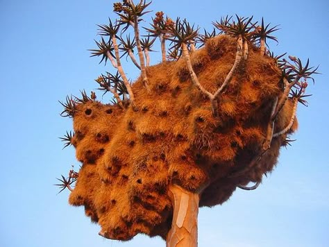 TYWKIWDBI ("Tai-Wiki-Widbee"): Weaver bird nests Weaver Bird Nest, Eco Futurism, Quiver Tree, Dragons Edge, Elephant Paintings, Weaver Bird, Animal Architecture, Pollinating Flowers, Nest Building