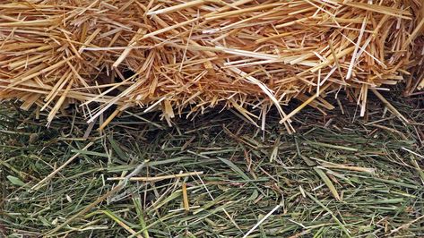 Straw vs. Hay: Everything You Need to Know About Hay and Straw - Wilco Farm Stores Straw And Hay, Alfalfa Hay, Grass Hay, Types Of Grass, Beef Cattle, Dairy Cows, Wheat Straw, Grass Seed, Mulch