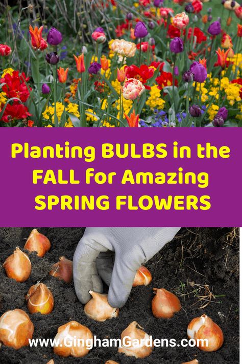 Flowers To Plant In October, Bulbs To Plant In Fall Zone 6, Best Plants To Plant In The Fall, Gardening In The Fall, Tulips Front Of House, Hyacinth Bulbs, Planting Spring Bulbs In Containers, Where To Plant Tulips In Yard, When Do You Plant Tulips Bulbs