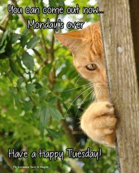 Happy Tuesday Humor, Happy Tuesday Quotes Funny, Tuesday Quotes Funny, Good Morning Picture Messages, Happy Tuesday Morning, Tuesday Quotes Good Morning, Tuesday Greetings, Good Morning Animals, Morning Gifs