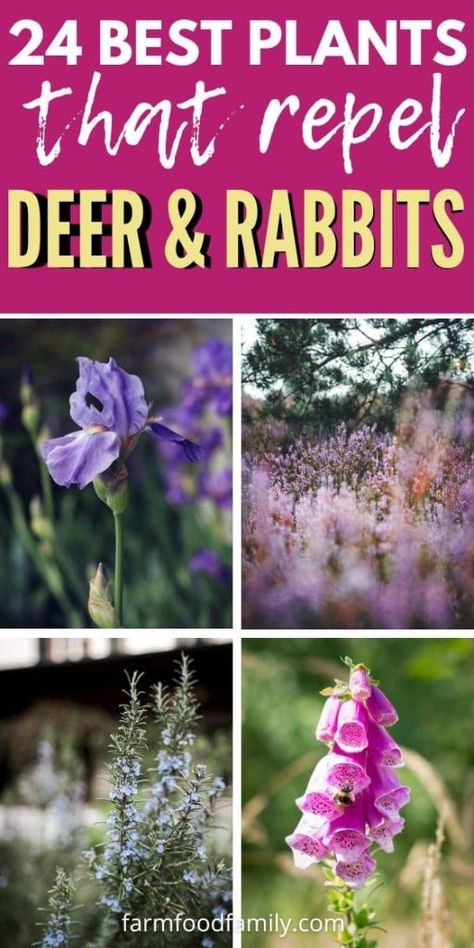 24 Best Plants That Repel Deer and Rabbits: [year] Guide 48 Plants That Repel Deer, Deer Repellent Plants, Flowers That Deer Will Not Eat, Deer Repellant Plants, Deer Resistant Shade Plants, Canna Bulbs, Deer Proof Plants, Rabbit Resistant Plants, Deer Repellant