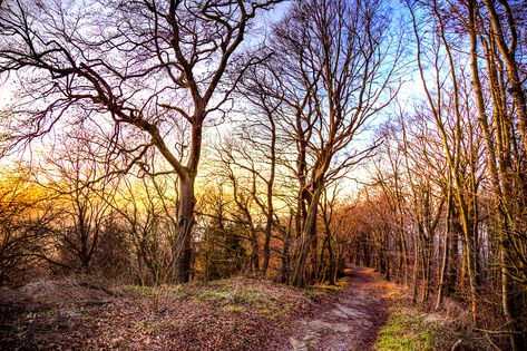 Woodland Trail, Beautiful Saturday, Perfect Sunset, Forest Trail, Magic Forest, Cloudy Sky, Winter Scenery, Late Afternoon, Winter Forest