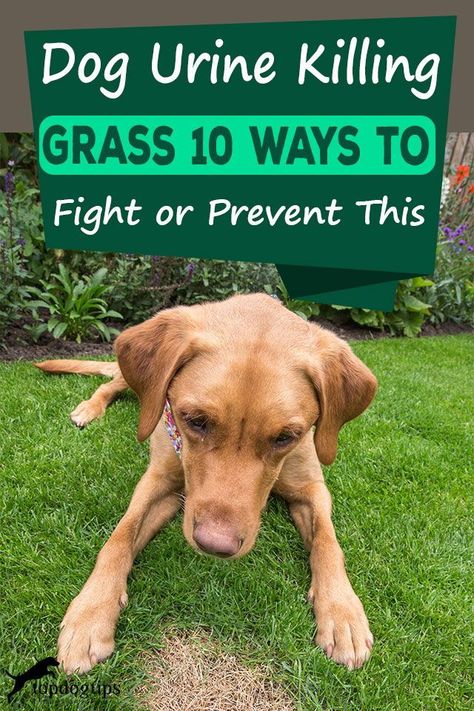 Grass Patch For Cats, Prevent Dog Urine Grass Burns, Dog Urine Grass Repair, Dog Grass Patch, What To Feed Dogs, Dog Pee Smell, Dog Friendly Garden, Lawn Repair, Dog Urine