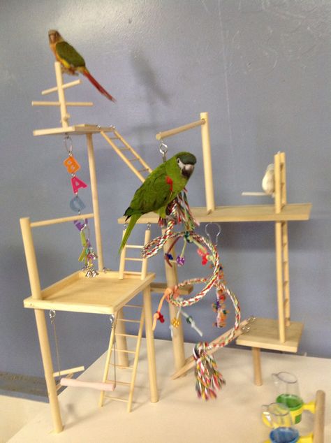 Home made bird play stand. But I want mine attached to a base. Bird Play Gym, Parrot Play Stand, Best Pet Birds, Birds For Kids, Budgie Toys, Diy Bird Toys, Parrot Stand, Bird Cage Accessories, Parrot Perch