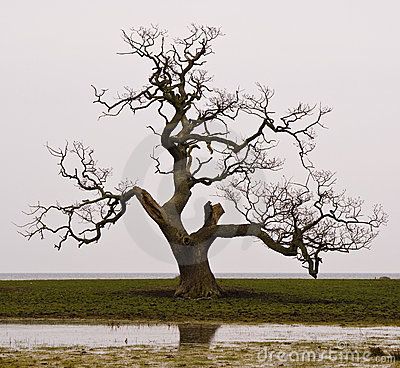 English Oak Tree, Tree Poem, Dry Tree, Tree Study, Dark Tree, Dead Tree, Giant Tree, Old Tree, Unique Trees