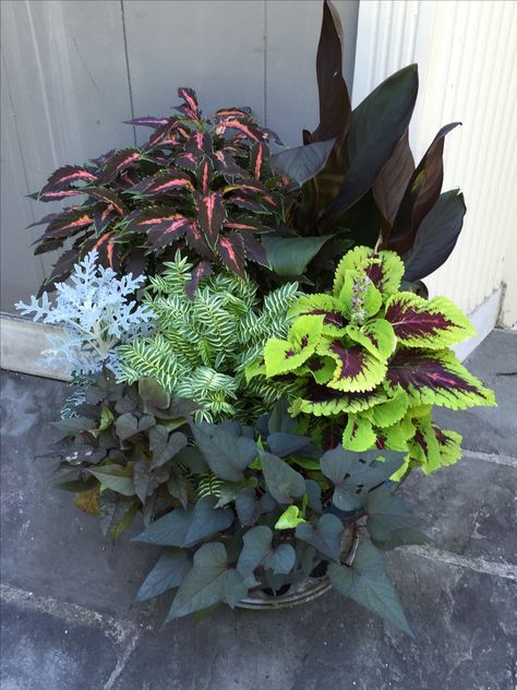 Potted Plants Patio, Wedding Plants, Sweet Potato Vine, Tropical Flower Arrangements, Shade Garden Plants, Container Gardening Flowers, Diy Landscaping, Flowers Delivered, Garden Containers