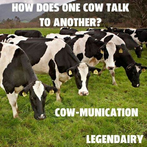 Cow Jokes Hilarious, Cow Jokes, Farm Jokes, Cow Puns, Cow Appreciation Day, Laughing Funny, Punny Jokes, Funny Riddles, Jokes Hilarious