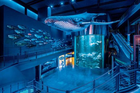 Interactive Kiosks, Public Aquarium, Tracker Boats, Clinic Interior, Public Space Design, Shark Diving, Springfield Missouri, Shark Swimming, Water Bed