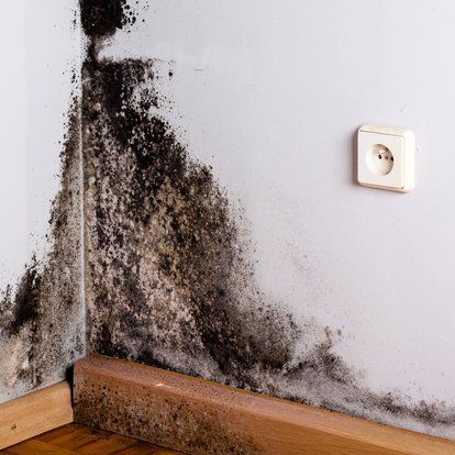 A moldy wall. Black Mold Symptoms, Clean Black Mold, Cavity Wall Insulation, Wood Termites, Black Mold, Mold Exposure, Toxic Mold, Termite Control, Types Of Mold