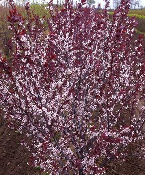 Purple Sand Cherry Shrubs, Sand Cherry Shrub, Border Shrubs, Backyard Shrubs, Landscaping Farmhouse, Purple Leaf Sand Cherry, Tall Hedge, Sand Cherry, Rare Fruits