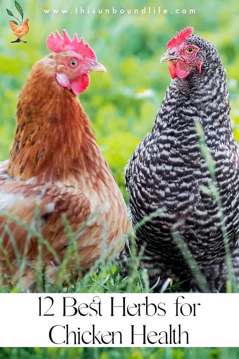 12 Best Herbs for Chicken Health Diy Chicken Water, Chicken Water Heater, Molting Chickens, Herbs For Chickens, Food For Chickens, Homestead Animals, Live Chicken, Chicken Health, Diy Chicken