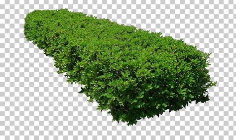 Plants For Photoshop, Bushes Png, Tree Plan Png, Photoshop Tree, Grass Photoshop, Png Plants, Tree Psd, Shrubs For Landscaping, Tree Photoshop