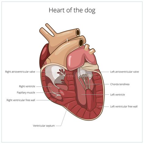 Skull Diagram, Dog Vector Illustration, Heart Diagram, Types Of Muscles, Veterinary Science, Veterinary Assistant, Vet Medicine, Muscle Atrophy, Mammary Gland