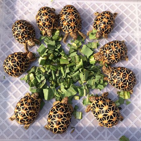 Pictures Of Turtles, Star Tortoise, Indian Star Tortoise, Anime Samurai, Tortoise Table, Tortoise Care, Sulcata Tortoise, Eat Vegetables, Galapagos Tortoise