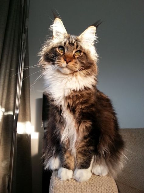 Dream's Cat, Pet Cats, Söt Katt, Forest Cat, Domestic Cat, Cat Aesthetic, Cute Kittens, Warrior Cats, Maine Coon