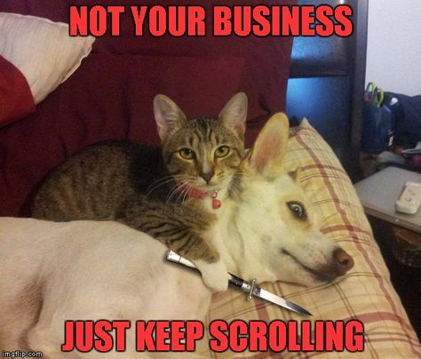 Loose lips sink ships... - Imgflip Cat And Dog Memes, Cat Vs Dog, Funny Cats And Dogs, Memes Humor, Funny Cat Memes, Funny Animal Memes, Funny Cat Videos, Animal Quotes, Funny Animal Pictures