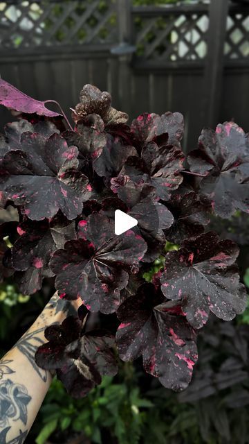 The Goth Garden | Chloe Hurst on Instagram: "Midnight Rose Heuchera (Coral Bells)

Perennial for zones 4-9

Near black foliage with pink speckles for the goth barbies 💕🖤

#thegothgarden #gothgarden #gothgardening #darkplants #blackplants #gothichome #gardening #darkgarden" Gothic Rose Garden, Midnight Rose, Goth Garden, Gothic Rose, Coral Bells, Black Flowers, Rose Garden, Gothic House, Black Rose